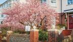 The Cherry Tree Guest House